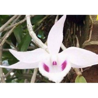 5ct Mắt Nai Hòa Bình hàng gieo hạt ( combo 2 cốc )