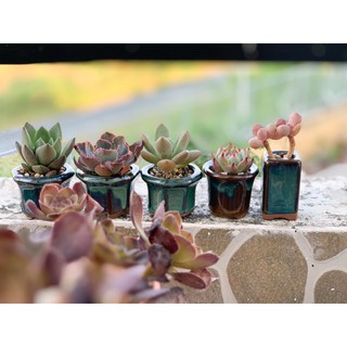 Chậu mini trồng sen đá, bonsai