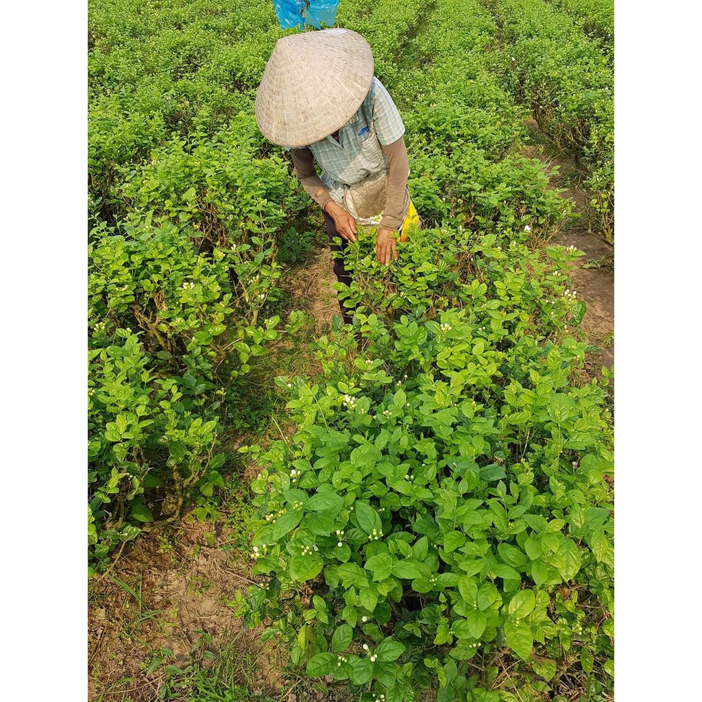 Tinh dầu hoa lài  100ml nguyên chất Mộc Mây
