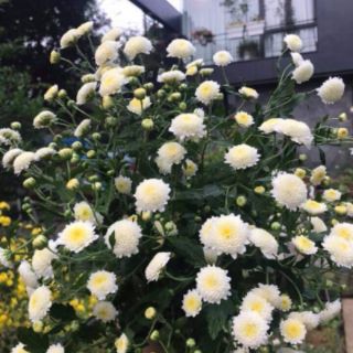 3 cây giống hoa cúc rủ