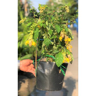 Chậu cây Huyền Trân công chúa hoa màu vàng cao 50 - 70 cm