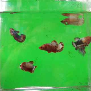 Betta  food