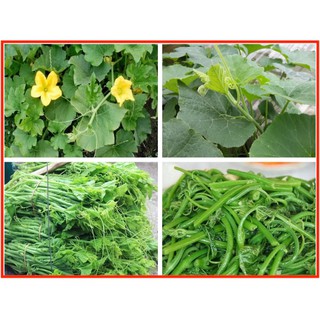Hạt giống rau Bí siêu ngọn F1 Thái ăn mầm, nụ bao tử thơm ngọt