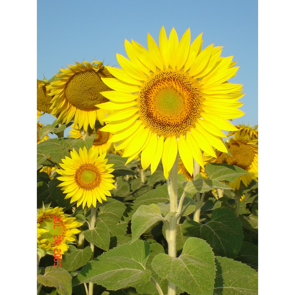 Hạt giống hoa hướng dương domino - SUNFLOWER DOMINO gói1gr/12hạt