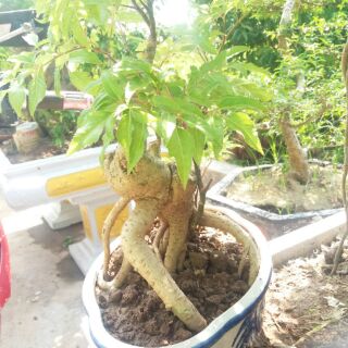 Đinh Lăng Bonsai