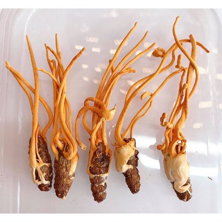 ĐÔNG TRÙNG HẠ THẢO NHỘNG TẰM NGUYÊN CON