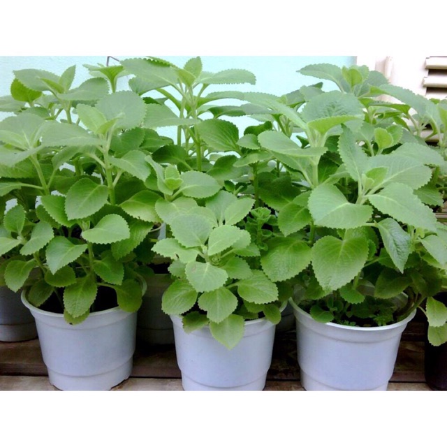 Cây Húng Chanh (Bạc Hà Gửi Cây Sẵn Rễ & Lá)