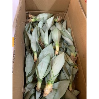 Lưỡi hổ bạc - lưỡi hổ bạch kim
