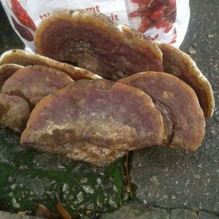 Combo Nấm linh chi hàng chuẩn rừng đà lạt