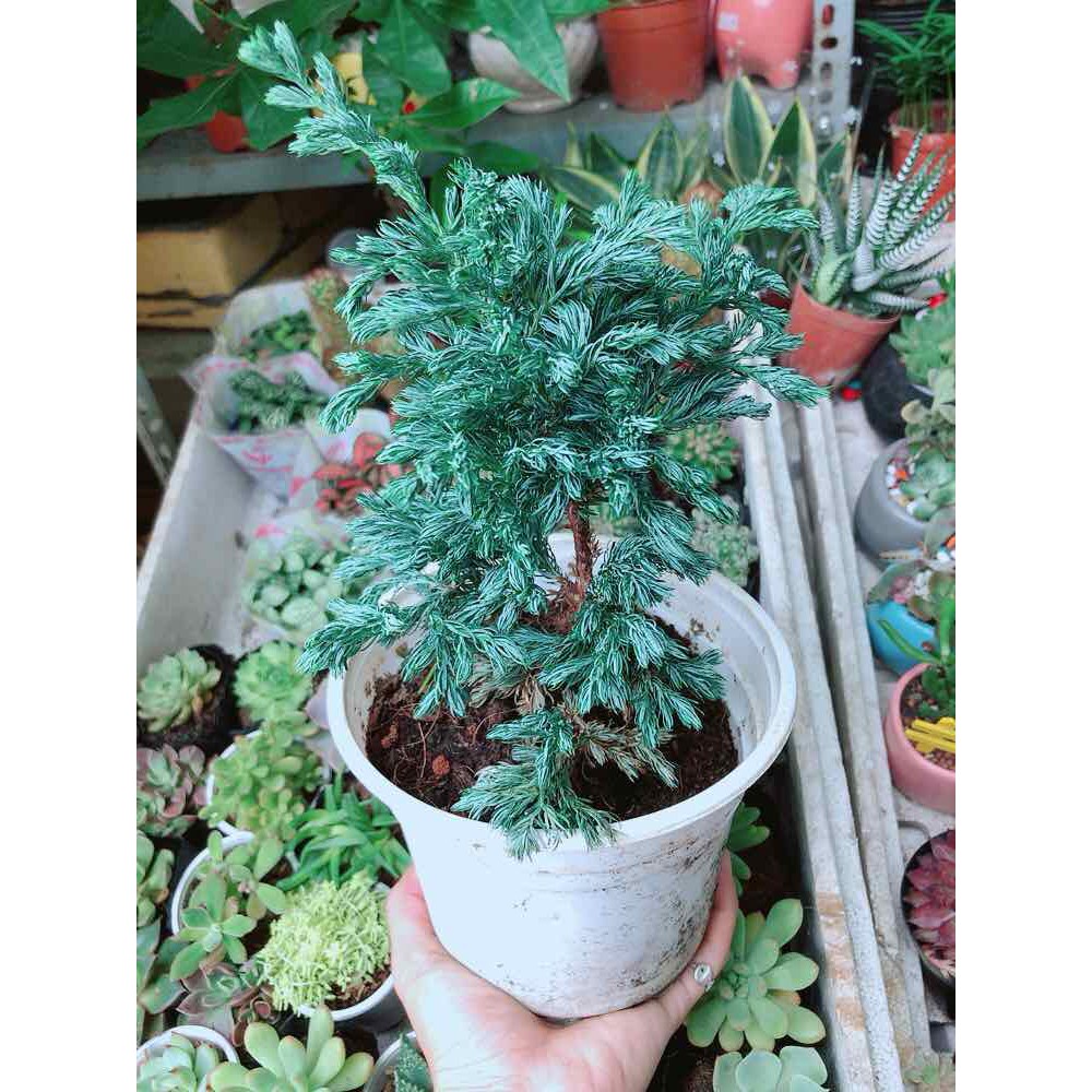 Cây Tùng Tuyết Bán Chạy