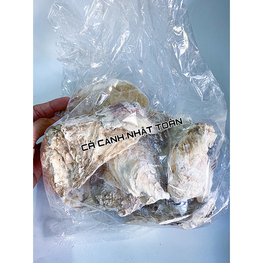 VỎ HÀU ION NON VẬT LIỆU LỌC BỂ CÁ GIÚP GIẢM ĐỘ PH NƯỚC 200G