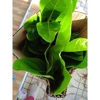 Mít thái siêu sớm