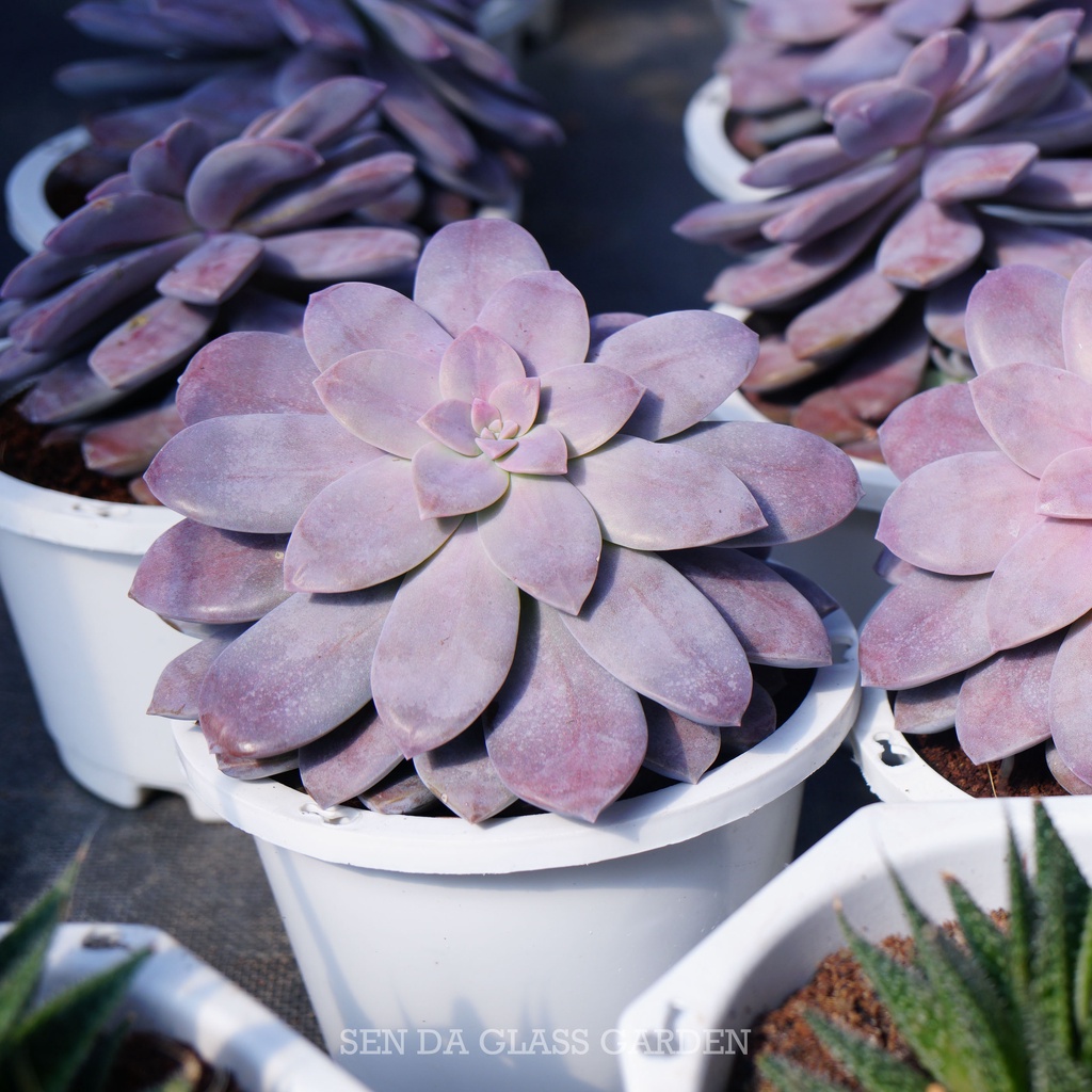 Sen Đá Dĩa Hồng Chậu lớn 15cm, Khỏe, Dễ trồng, Hàng  Đà Lạt, Lỗi 1 đổi 1