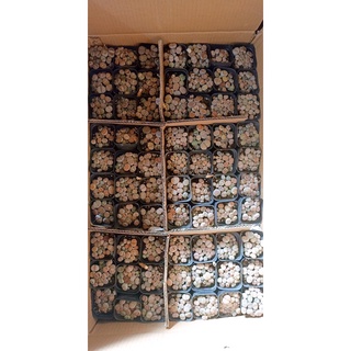 Cây sen đá mông lithops 1 năm tuổi