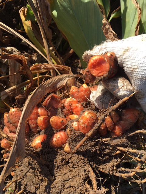 Tinh nghệ nếp đỏ | BigBuy360 - bigbuy360.vn