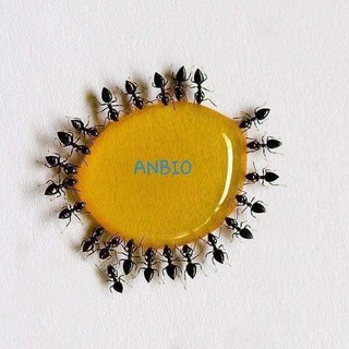 Thuốc Diệt Kiến - Diệt Gián Sinh Học Anbio CHính Hãng
