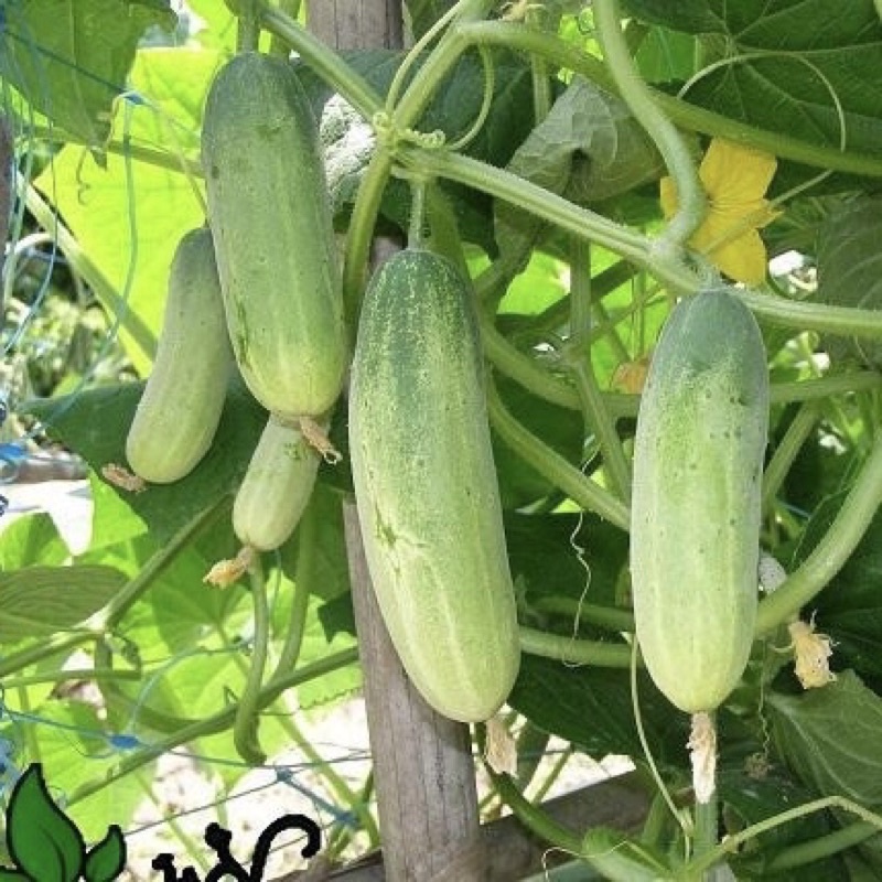 Hạt Giống Dưa Leo Cao Sảng F1