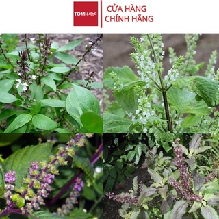 Cây hương nhu khô Sasuke 1kg