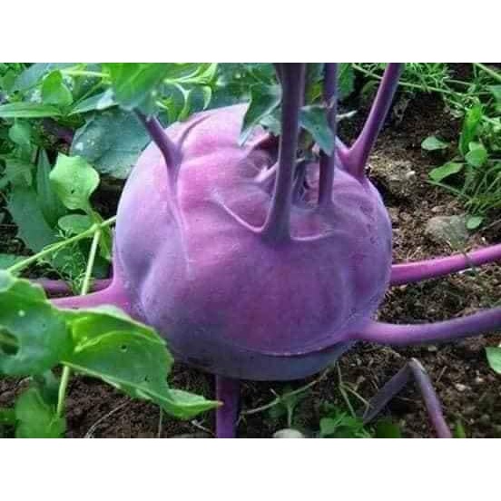 Hạt giống rau Su hào tím Thái lan nhập nguyên gói chuẩn nảy tốt, to , giòn ngọt