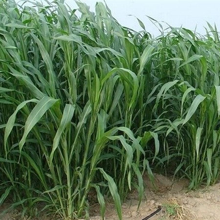 Hạt giống cỏ voi 500g - cỏ lá mềm không lông, có thể thu hoạch nhiều lần - ảnh sản phẩm 2