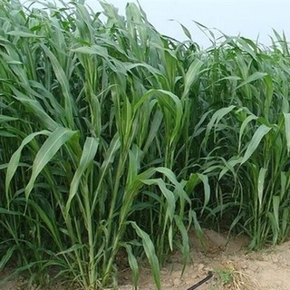 Hạt giống cỏ VOI 100g - Cỏ Chăn Nuôi Mềm Không Lông Năng Suất Cao, PHÁT TRIỂN NHANH