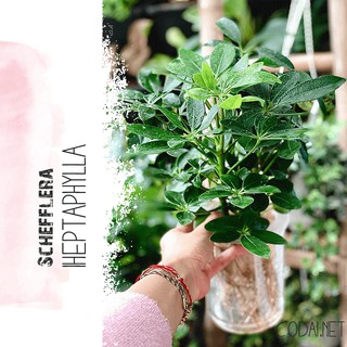 Cây Schefflera heptaphylla (Ngũ Gia Bì) chậu trong suốt 2 lớp thuỷ sinh không cần tưới