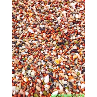 500Gr Ngũ Cốc Dinh Dưỡng Cho Cu Gáy Loại 1