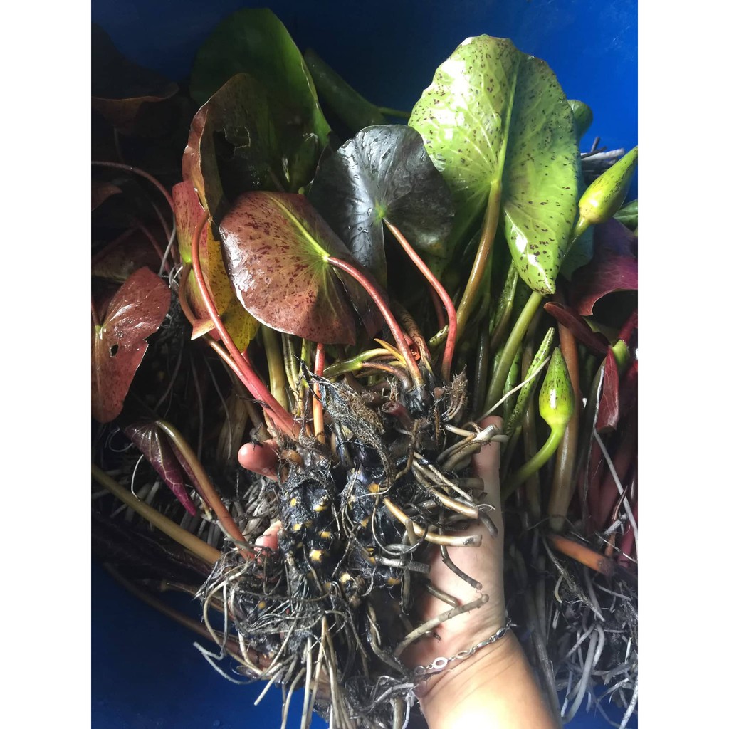 Cây hoa súng Thái Lan màu hồng phúc K-02