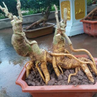 Đinh Lăng Bonsai