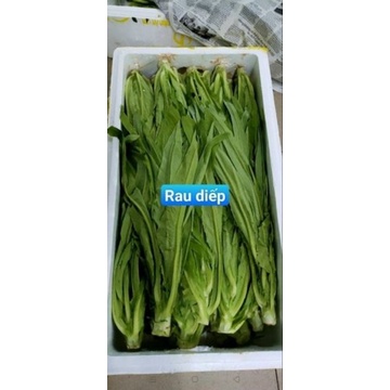 Hạt giống rau diếp thơm