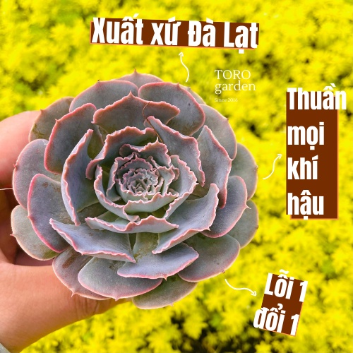 Sen đá bắp cải light purple Đà Lạt size bé cây cảnh trang trí nhà cửa Toro garden