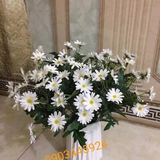 Cúc Hoạ Mi cao cấp giống thật