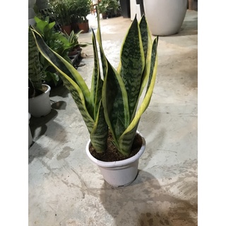 Lưỡi hổ bộ 3 cây