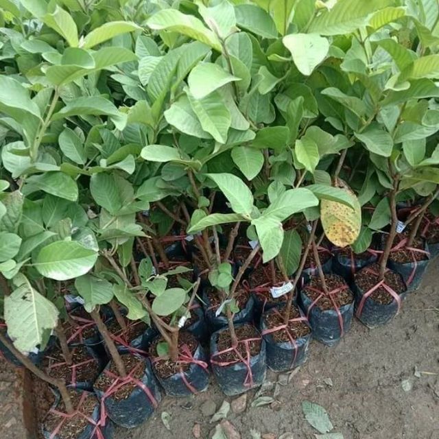 Cây ổi đài loan