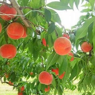 Cây giống ĐÀO TIÊN NHẬT BẢN - cây giống F1