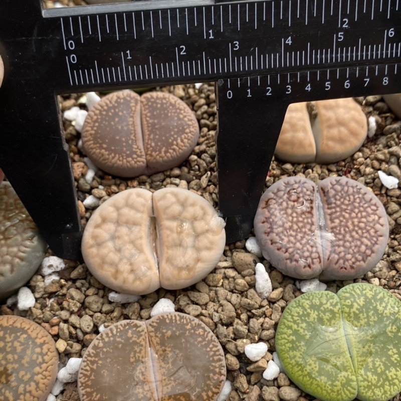 Lithop/ thạch lan/ sen mông size 2,5-3cm