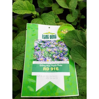 Gói 0,2g Hạt Giống Hoa Thạch Thảo Rd 916, Hoa Tím Hồng Nhụy Vàng, Cao 40-50cm, Trồng Quanh Năm