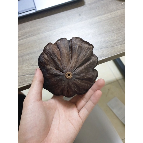 Đài sen khô có hạt trang trí nhà cửa có cành