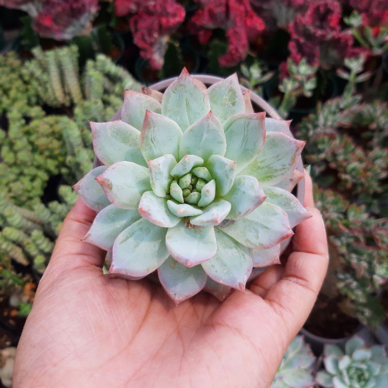 Sen đá Chim Xanh. Echeveria Blue Bird