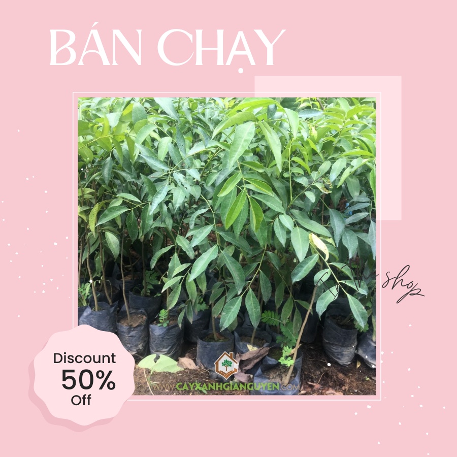 Cây móc mật cao 25cm cây vừa, cây mắc mật sinh trưởng tốt, lỗi 1 đổi 1