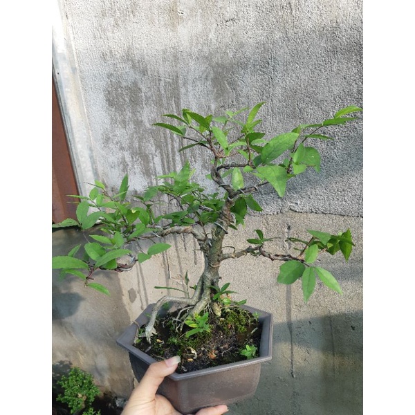 Mai chiếu thủy SIÊU BÔNG