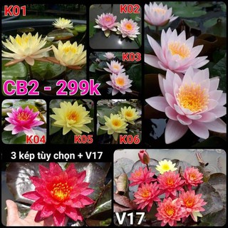 [RẺ VÔ ĐỊCH] Combo 4 cây Hoa Súng Thái Lan mix màu CB2