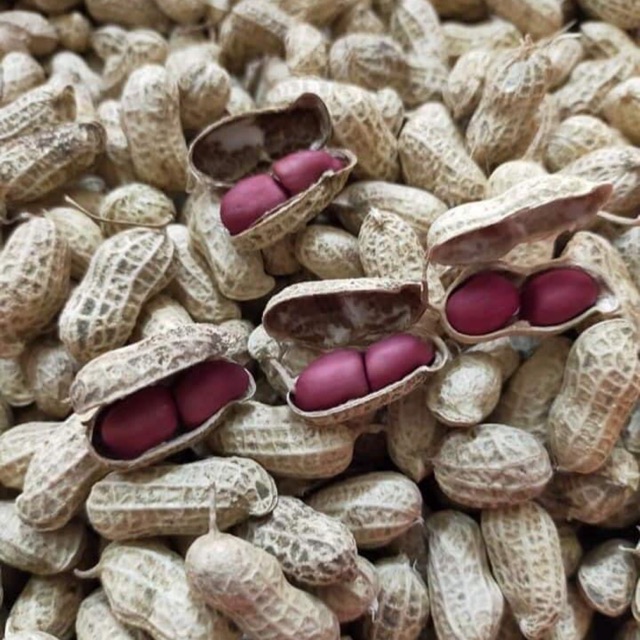 Lạc đỏ tây bắc