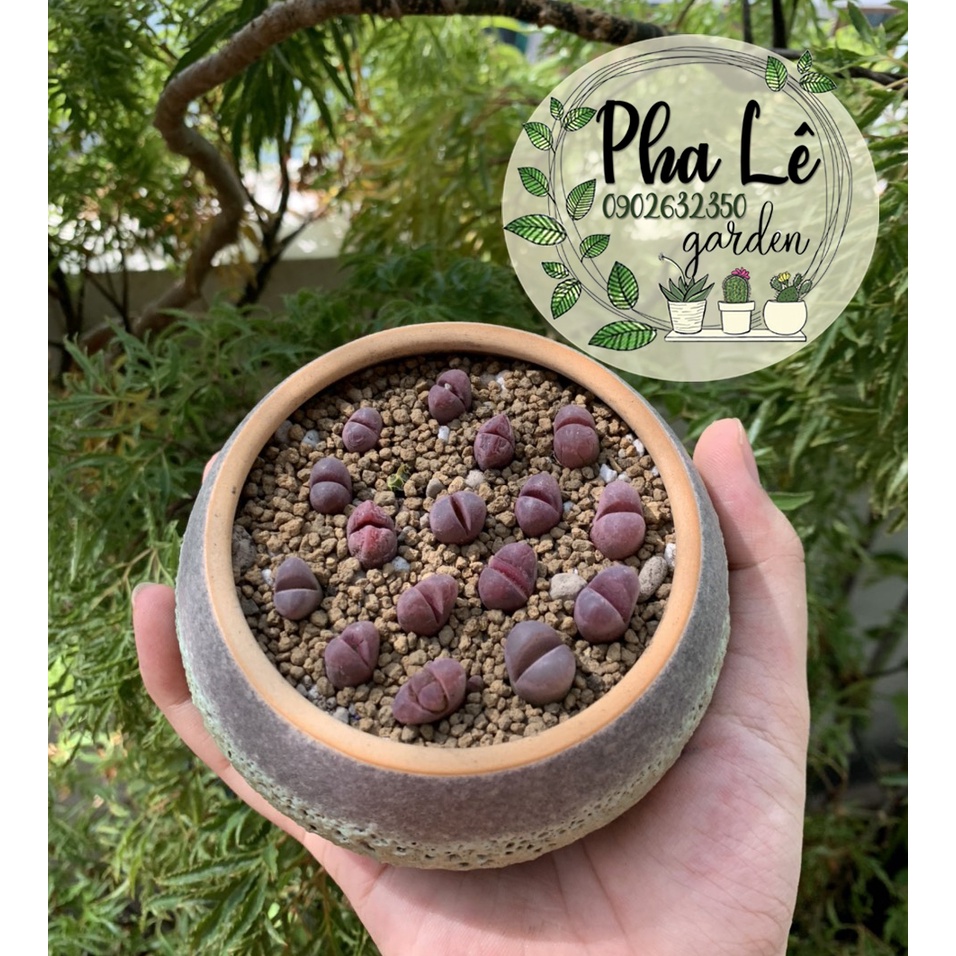 Sen mông/ lithops tại vườn giá rẻ (1 cây)