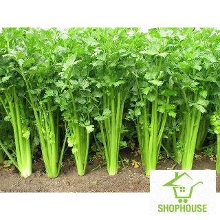 shophouse Gói 5 gr hạt giống rau cần tây  SHOP HOUSE  TẾT KHUYẾN MẠI