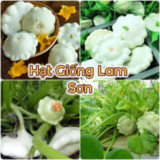 HẠT GIỐNG BÍ ĐĨA BAY ( Quả Đủ Màu ) - Chế Biến Nhiều Món Ngon, Rất Tốt Cho Sức Khỏe.