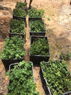 10 cây giống tường vi