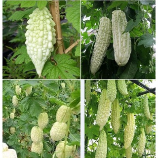 Hạt giống Khổ qua bạch tuyết - 1 gói 10 hạt