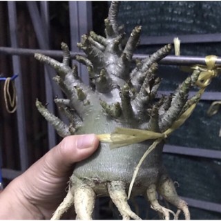 sứ kim tử tháp hơn 5 năm tuổi (gửi cây như hình7)
