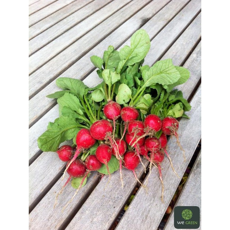 2g Hạt giống Củ Cải Đỏ Cherry - Dễ trồng chậu, nhanh được ăn, trồng quanh năm